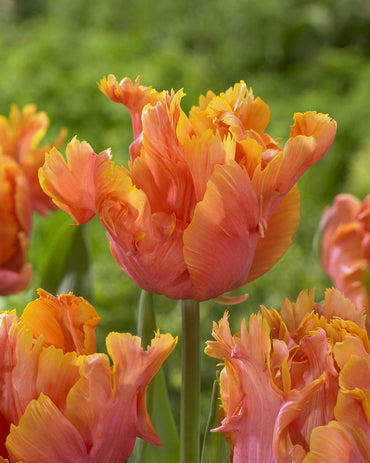 Salmon Parrot – Tulip