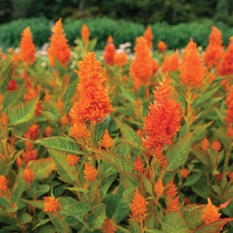 Sunday Bright Orange – Celosia Seed