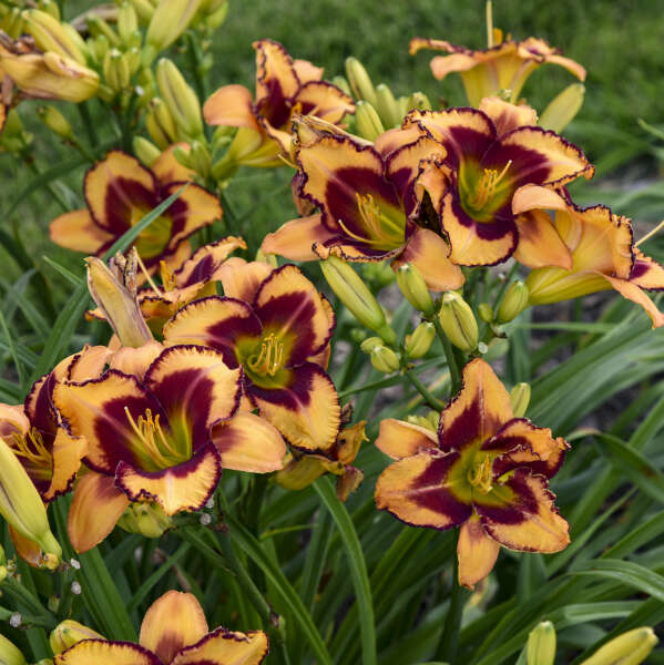 Blazing Glory Reblooming Daylily