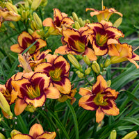 Blazing Glory Reblooming Daylily