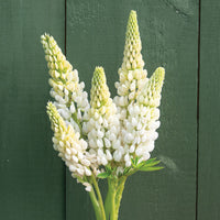 Noble Maiden – Lupine Seed