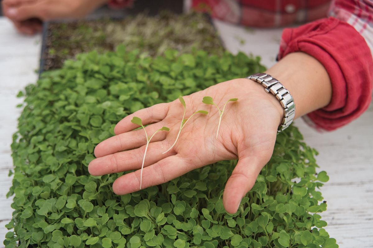 Arugula – Organic Microgreen Seed