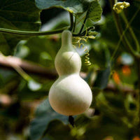 Fruitplant and vegetableplant, Po Lo gourd planthell gourd germi