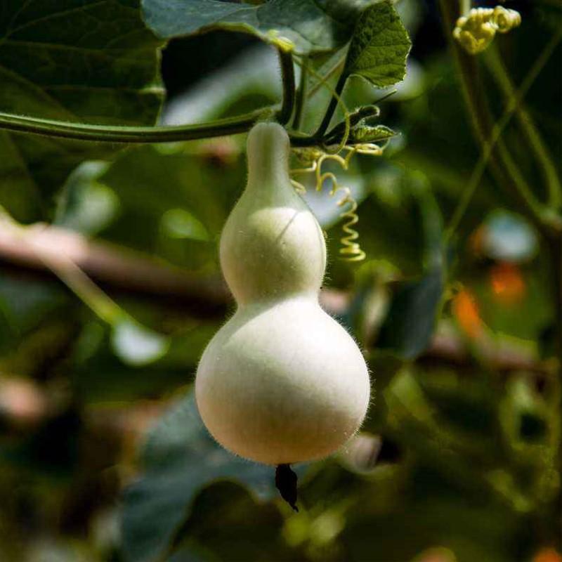 Fruitplant and vegetableplant, Po Lo gourd planthell gourd germi