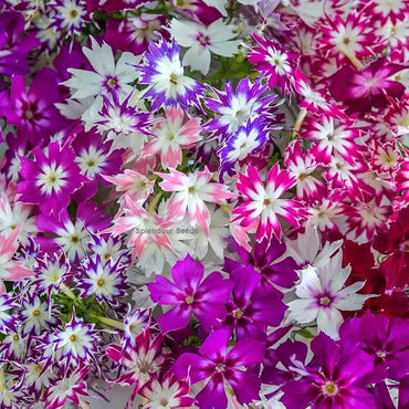 Phlox Twinkle Star Mixed Color Seeds