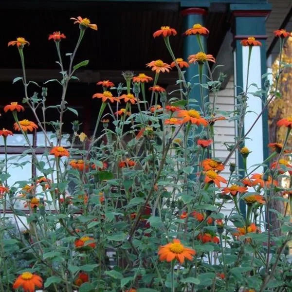 Tithonia Speciosa Goldfinger Flower Seeds