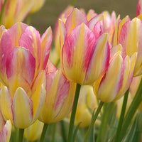 Antoinette Tulip Seeds