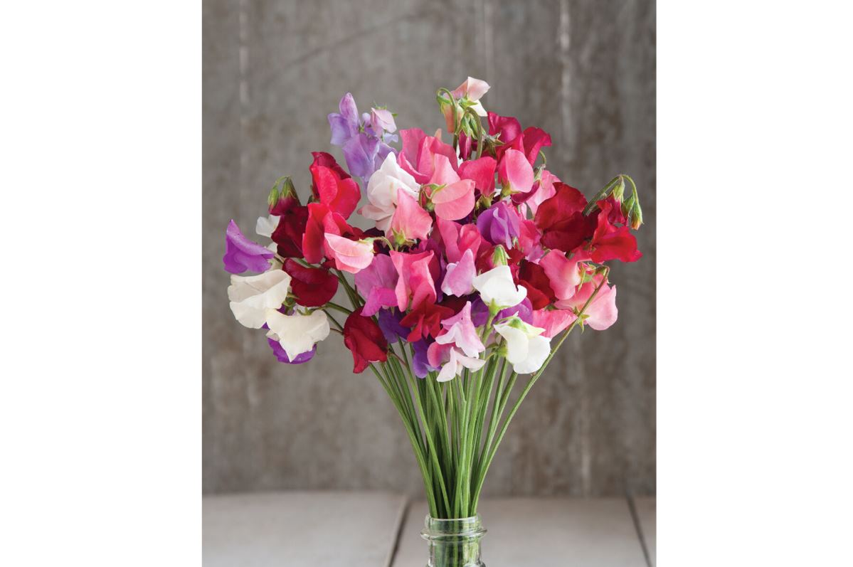 Mammoth Choice Mix – Sweet Pea Seed