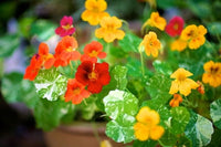 Alaska Mix – Nasturtium Seed