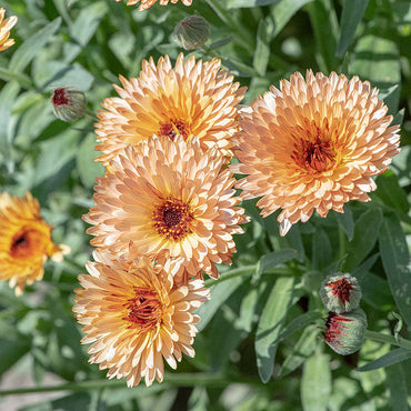 Orange Flash – Calendula Seed