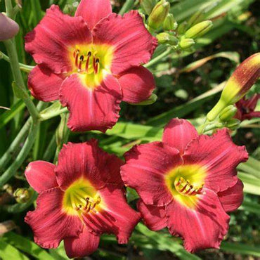 Another Brick in the Wall Reblooming Daylily