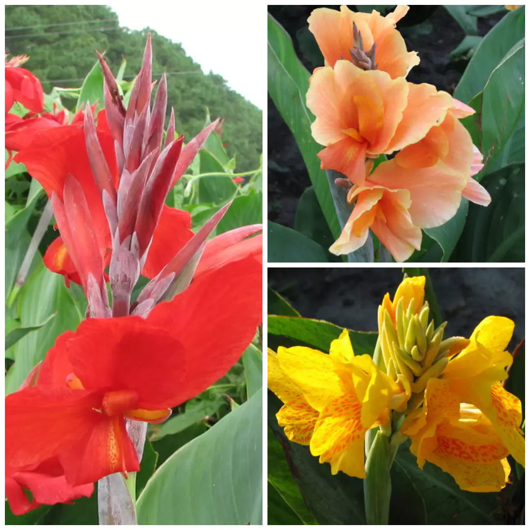 Tropical Dwarf Canna Collection