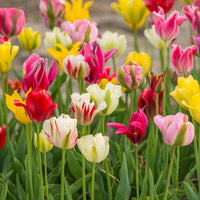 Viridiflora Tulip Mixture Seeds