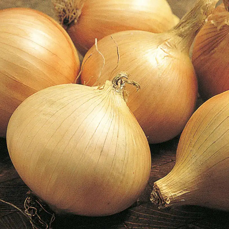 Walla Walla Sweet – Organic Onion Seed