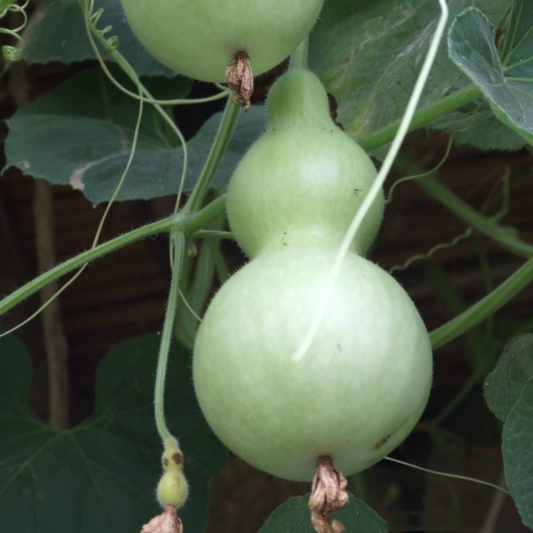 Fruitplant and vegetableplant, Po Lo gourd planthell gourd germi