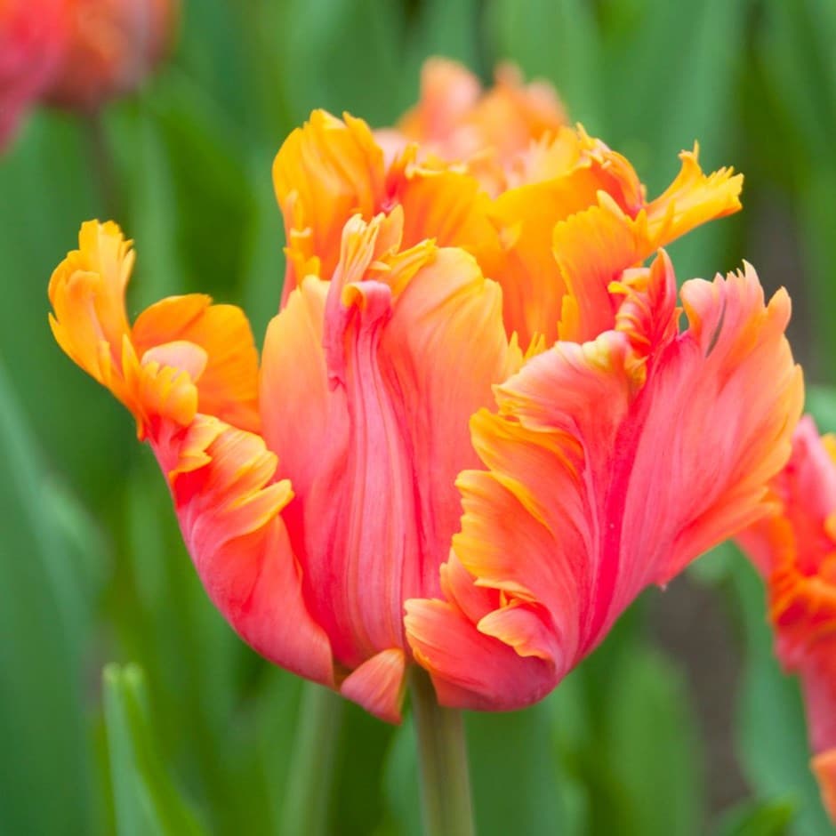 Salmon Parrot – Tulip