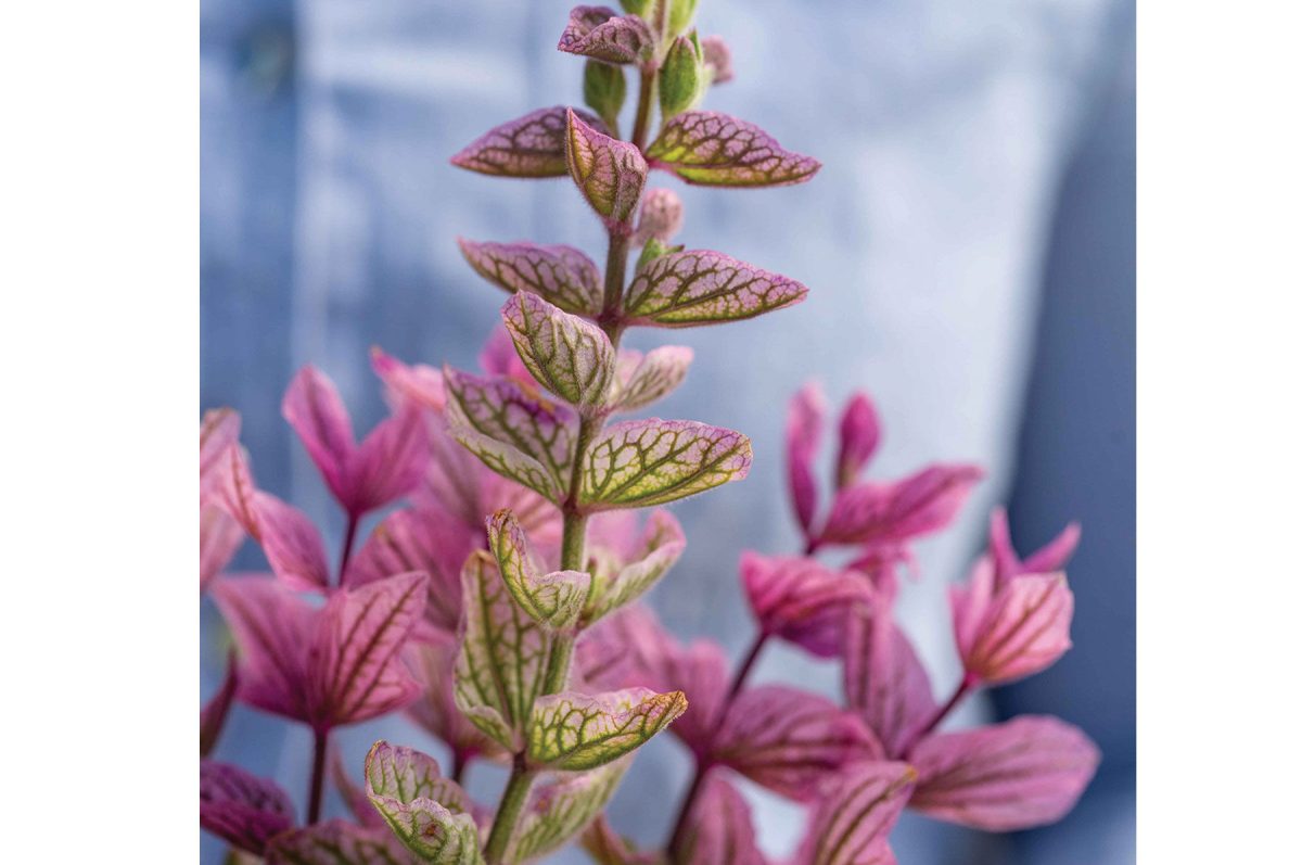 Pink Sundae – Heirloom Salvia Seed