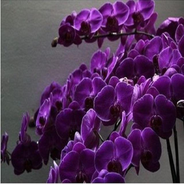 Butterfly orchid dark purple Seeds