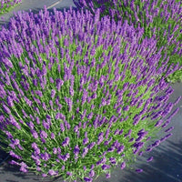 Munstead-Type – Lavender Seed