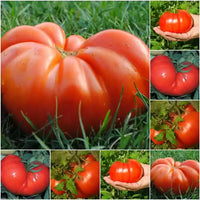 Tasmanian Chocolate – Organic Tomato Seed