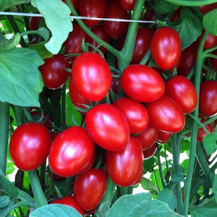 Amai – Tomato Seed