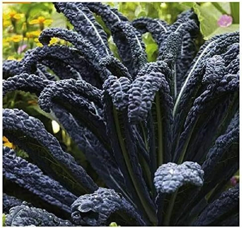 Black Magic Organic Lacinato Kale Seeds