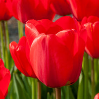 Red Tulip Bulbs