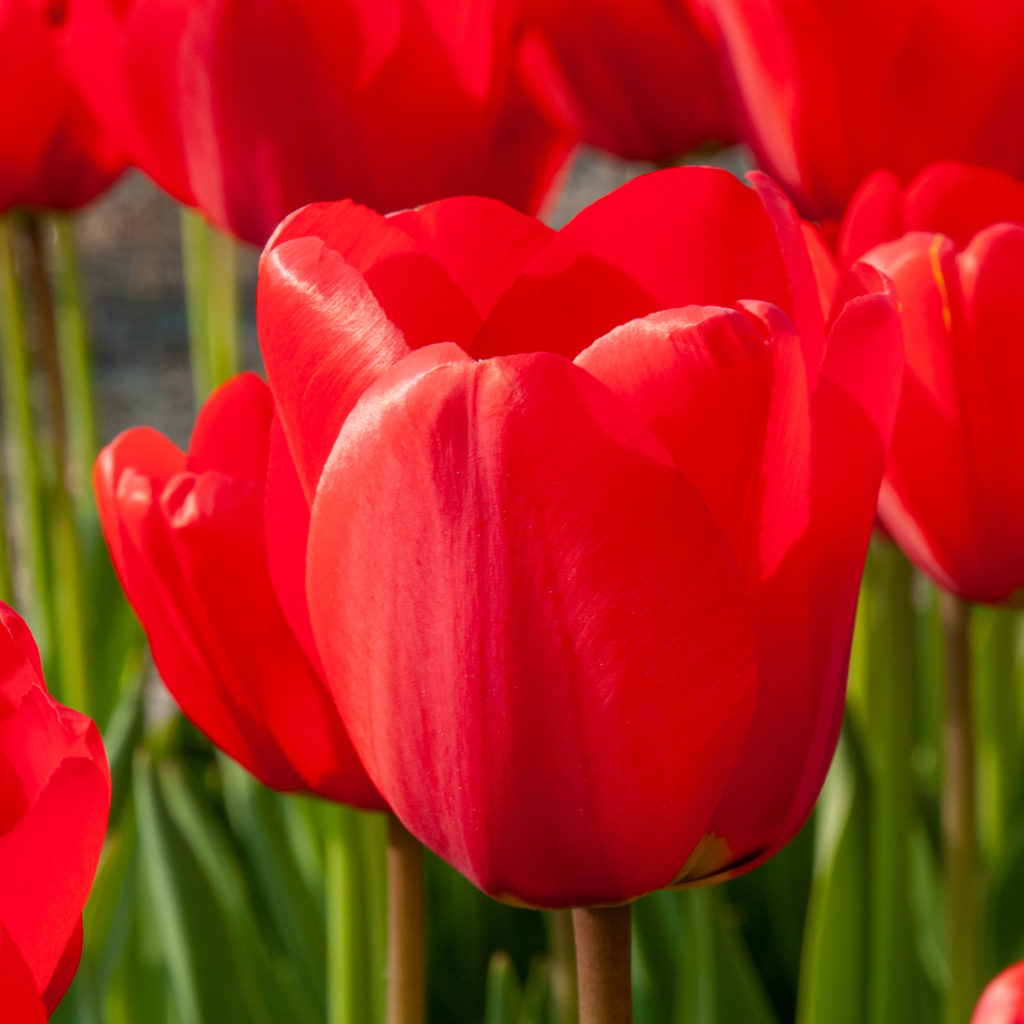 Red Tulip Bulbs