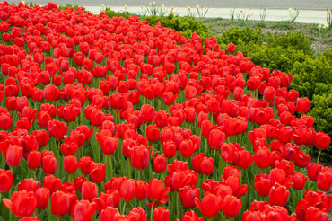 Red Tulip Bulbs