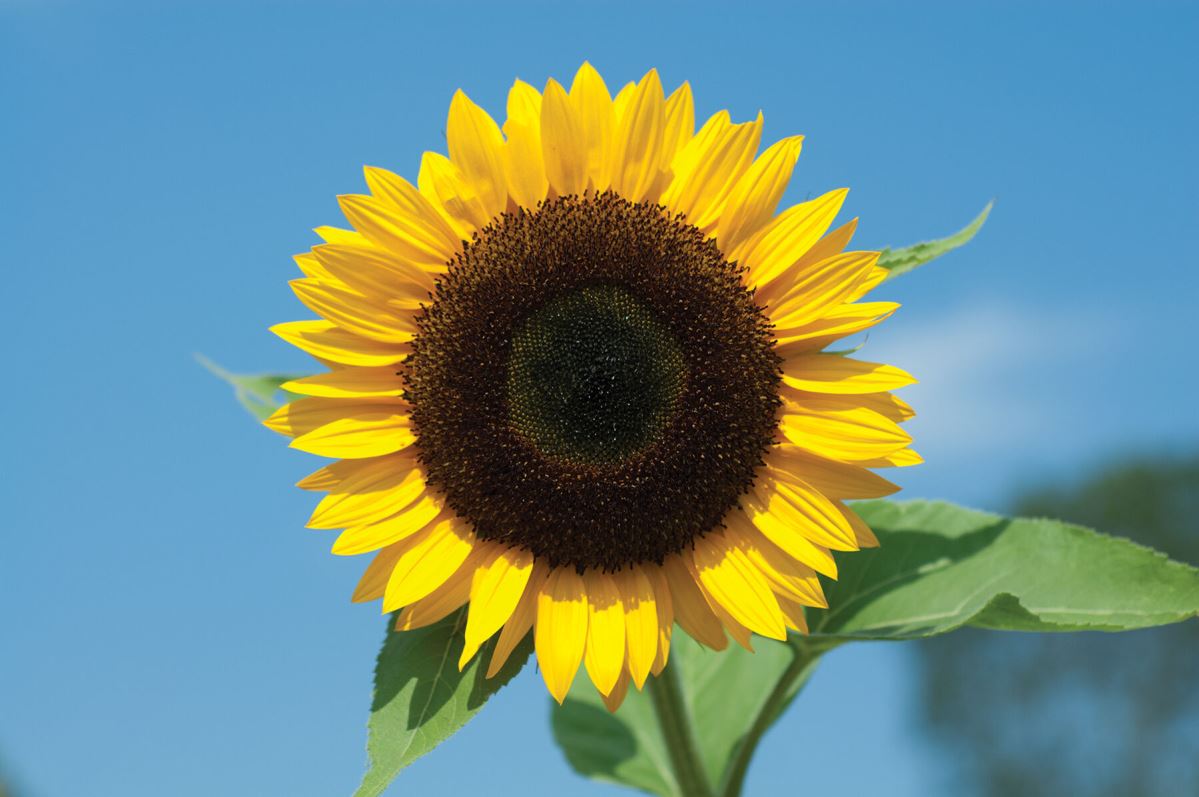 Sunbright Supreme – Sunflower Seed