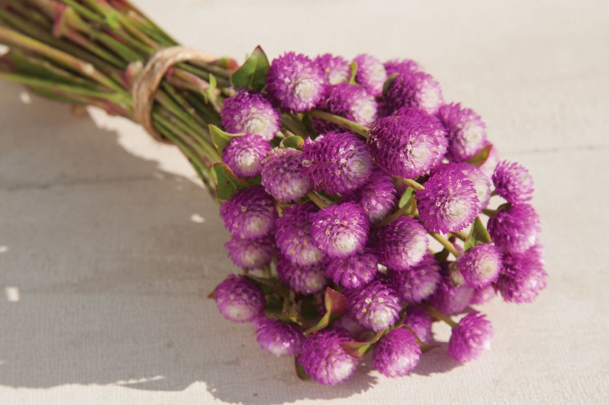 Bicolor Rose – Gomphrena Seed