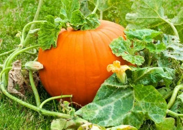 Pumpkin Hybrid Vegetable Seeds