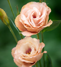 Arena III Apricot – Lisianthus Seed