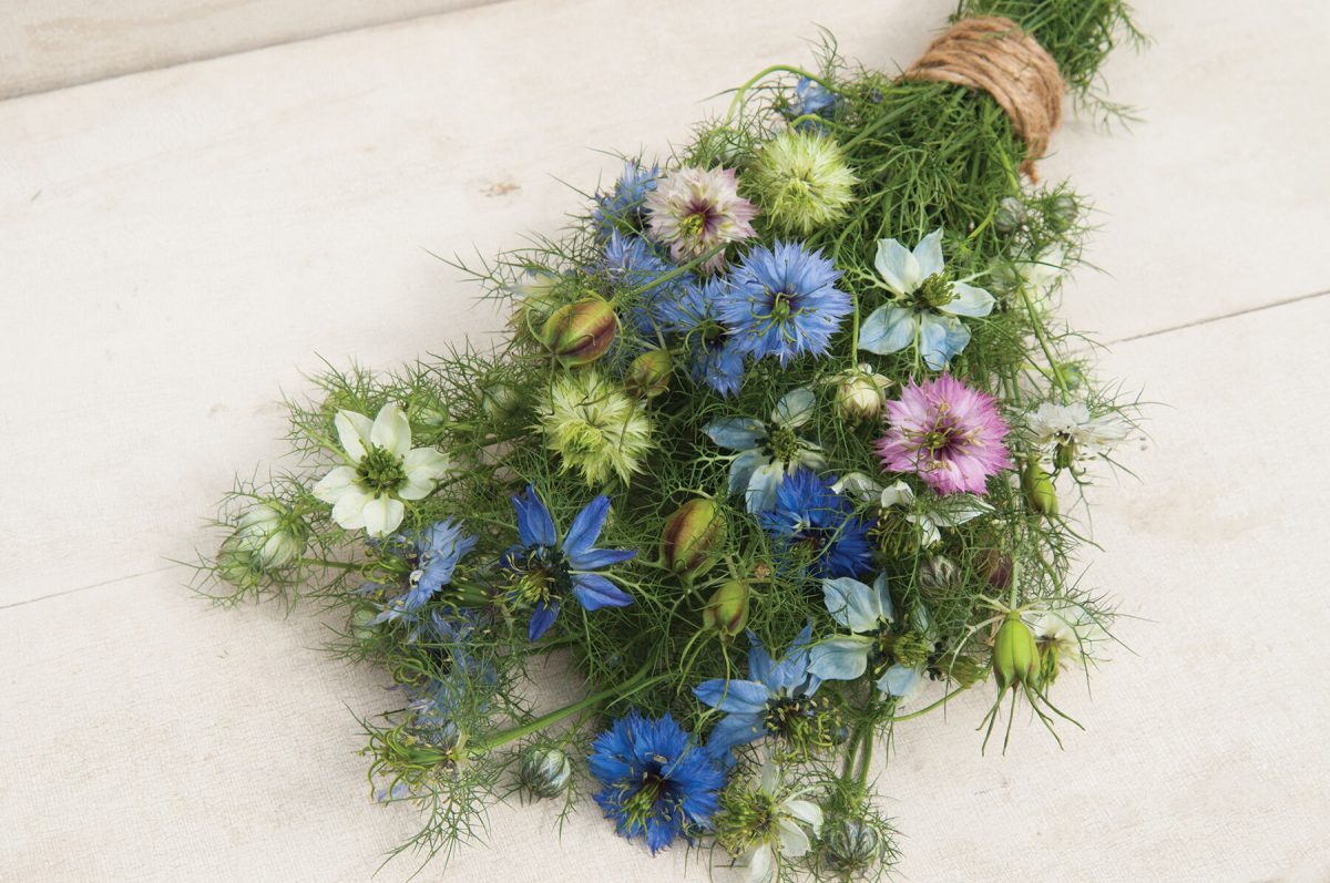 Love-In-A-Mist – Organic Nigella Seed