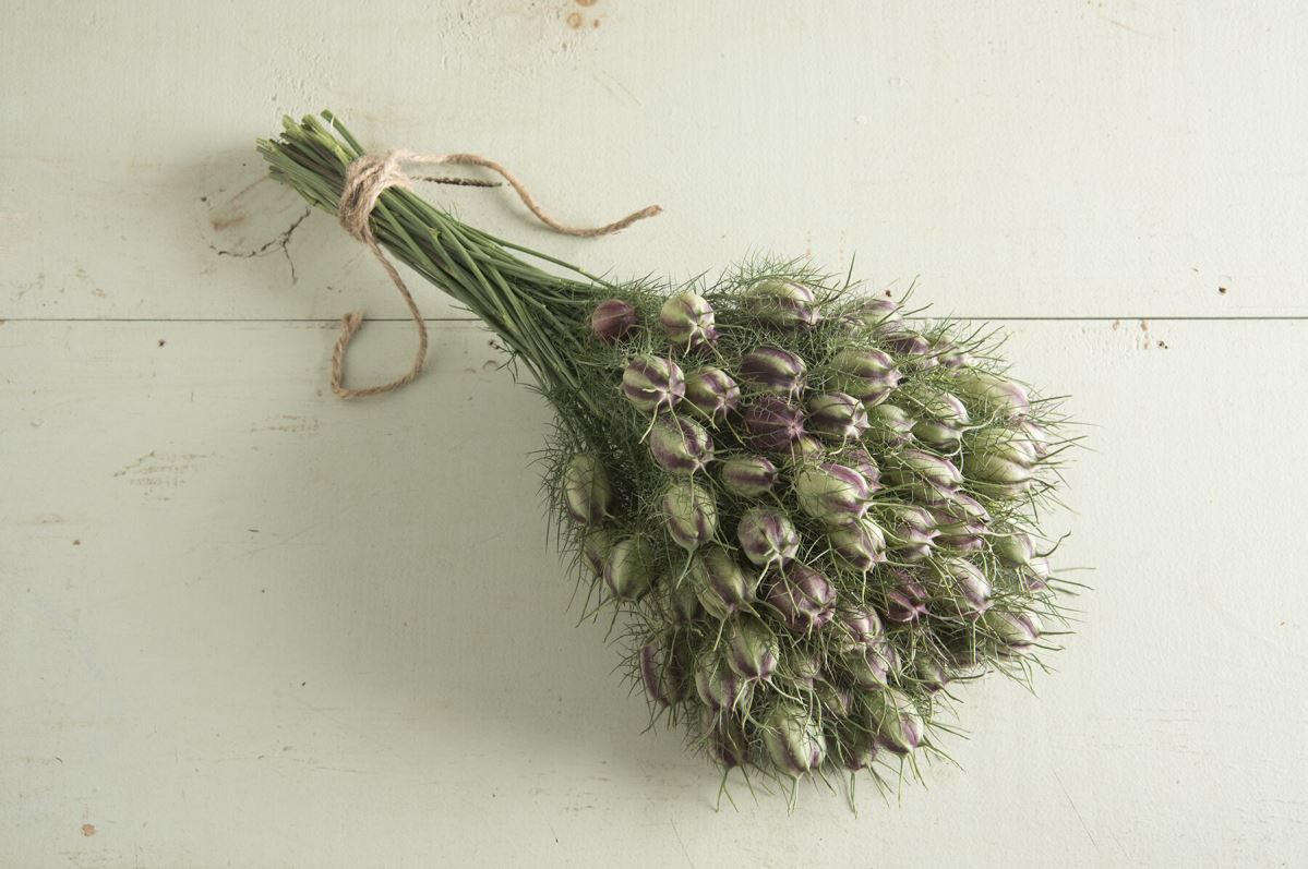 Love-In-A-Mist – Nigella Seed