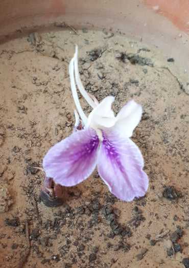 Kaempferia Rotunda White Purple Bulbs