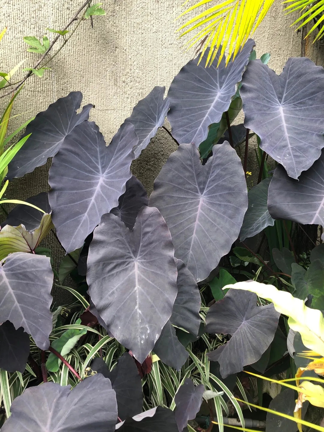 Black Magic Elephant Ear