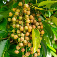 Unique Bischofia Javanica Tree Seeds