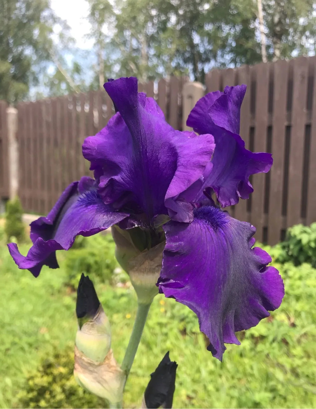 Titan's Glory Bearded Iris Seeds