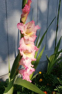 Big Time Supreme Pink Bulb