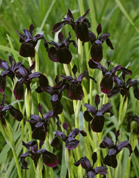 Black Is Black Bearded Iris Seeds