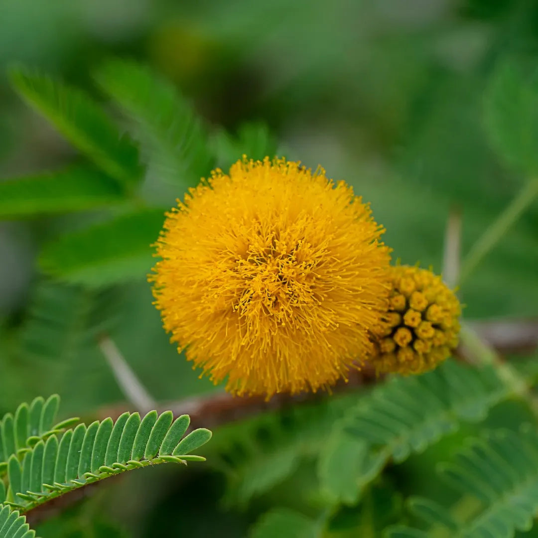 Fragrant Acacia Farnesiana Tree Seeds