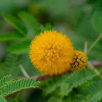 Fragrant Acacia Farnesiana Tree Seeds