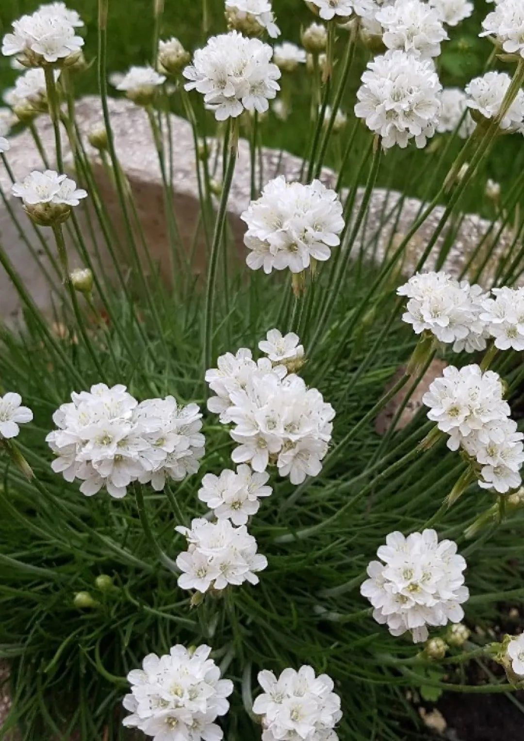 Armeria- Morning Star White