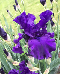 Blueberry Bliss Bearded Iris Seeds