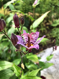 Blue Wonder Toad Lily