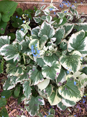 Variegata Siberian Bugloss