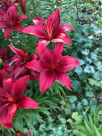 Lilium Blackout Red and Black Bulbs