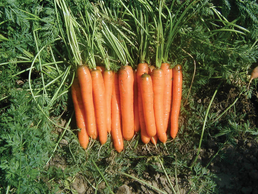 Yaya – Organic Carrot Seed