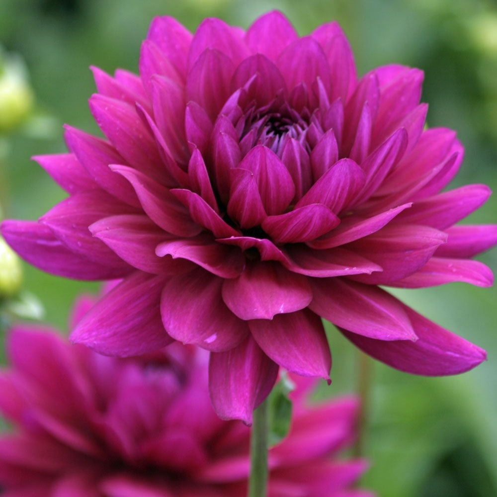 All Seasons Dahlia